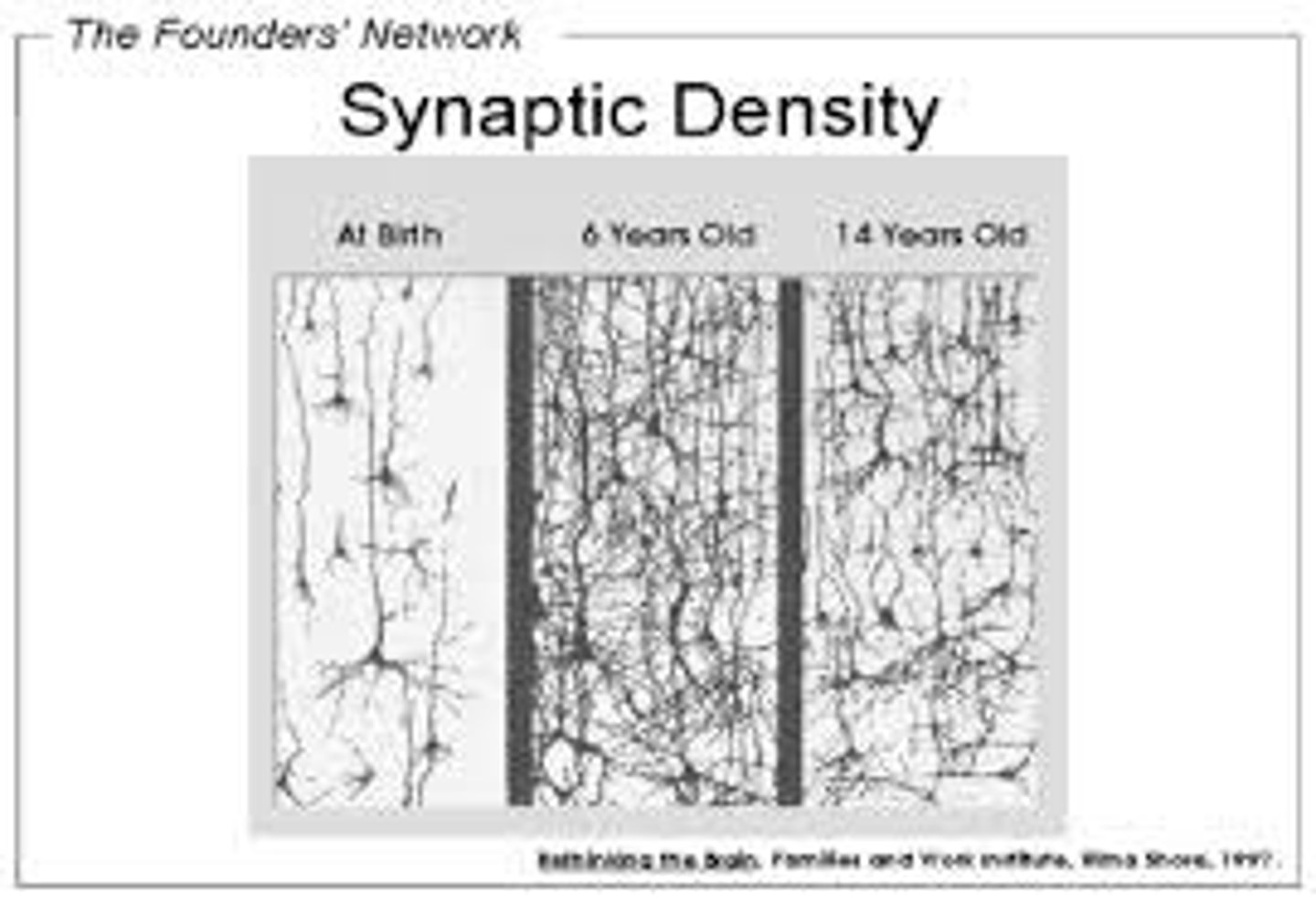 <p>A process whereby the synaptic connections in the brain that are frequently used are preserved, and those that are not are lost. Until adolescence</p>