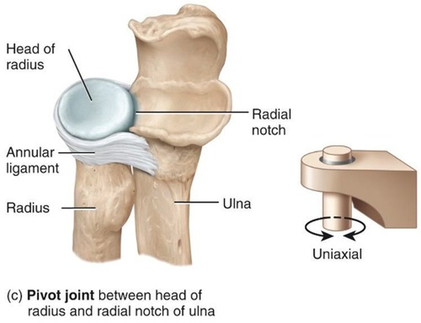 <p>Rounded or pointed surface fits into ring formed partly by bone and partly by ligament.</p>