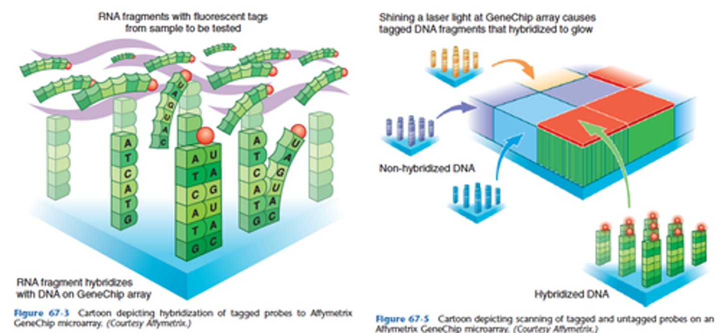 <p>Focus on a SINGLE gene with higher resolution (as in ASO procedures). <br>The advantage of array methods is the large number of potential sequence mutations or SNPs than can be tested simultaneously!!!!<br>Array is also designed to test multiple genes for sequence mutations.<br>Array technology provides a unique and powerful approach to screen a sample for dozens to thousands of genes.<br><br>• Positive signals are generated when a tagged nucleic acid moiety hybridizes with its complementary probe localized on a solid support (i.e., "chip").<br>• Numerous applications of array technology have been proposed in the past few years, ranging from molecular staging of tumors to the identification and characterization of microbial agents.</p>