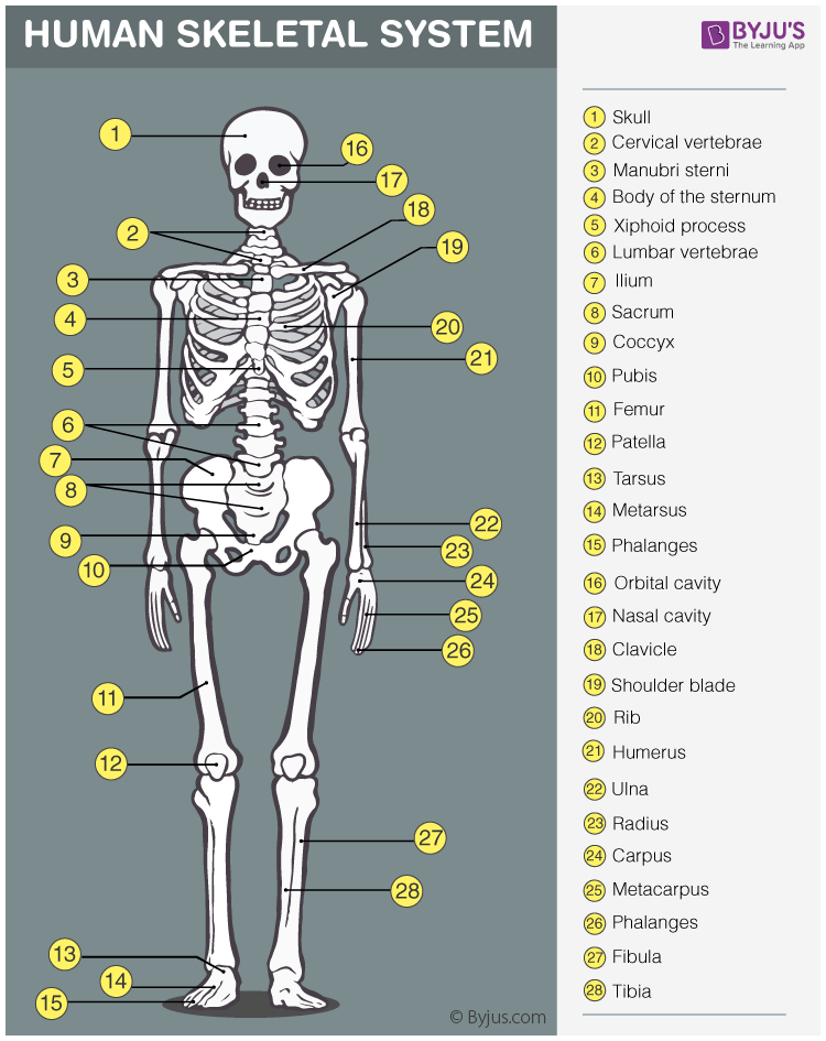 <p>Bones, cartilage, and ligaments; protects and supports the body; site of blood formation; stores minerals; osteo- means bone.</p>