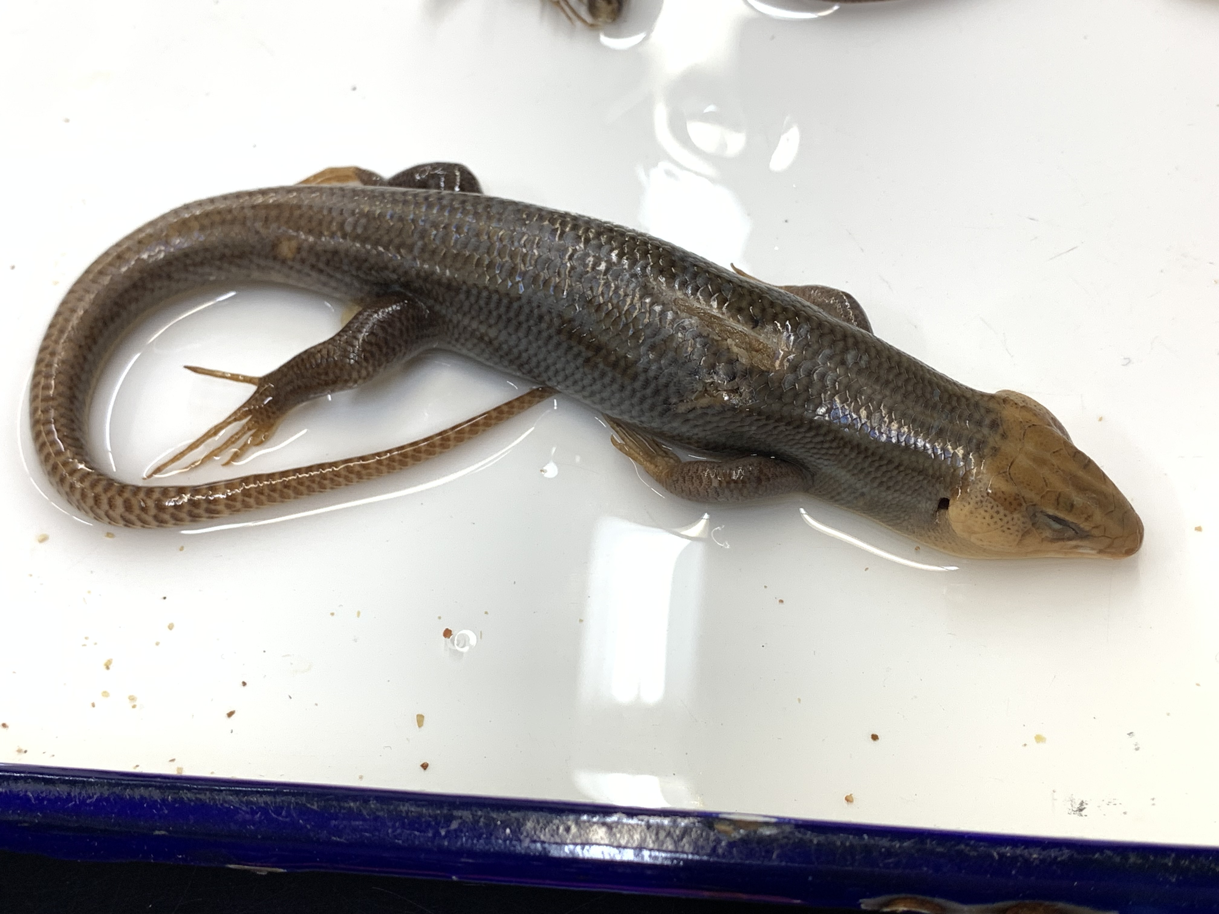Clade, Family, Genus sp. 