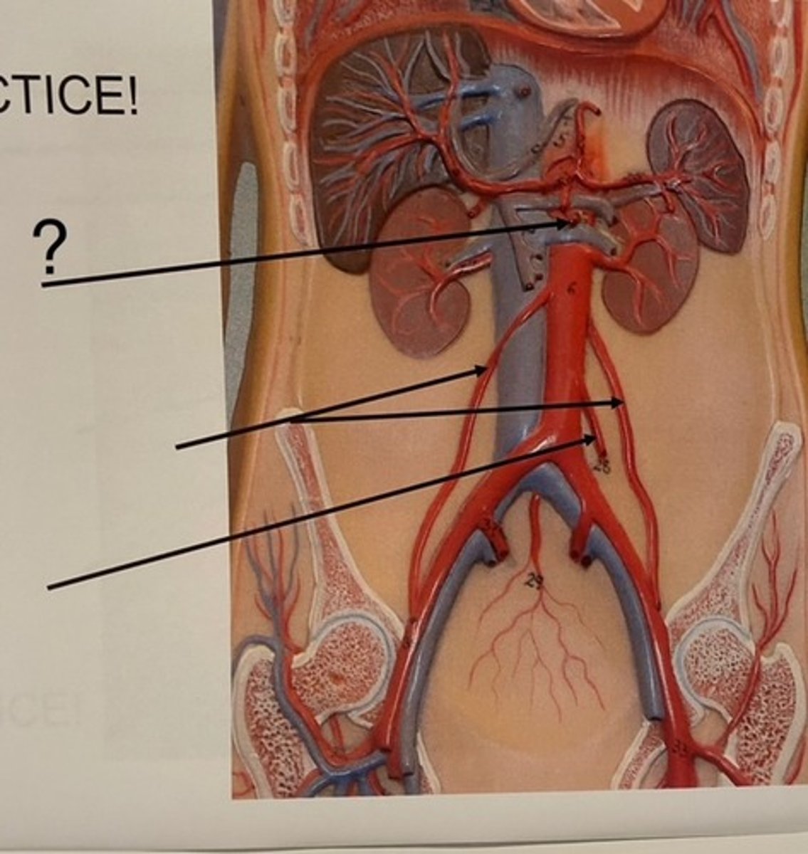 knowt flashcard image