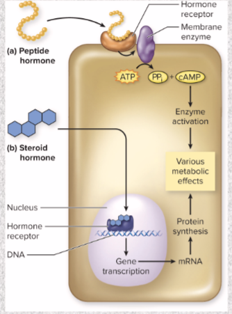 <ul><li><p>steroid hormone</p></li><li><p>goes INTO cell</p></li><li><p>act directly on genes to change target cell physiology</p></li><li><p>take several hours to days to show effect</p></li></ul><p></p>