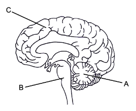 <ul><li><p>A - Cerebellum</p></li><li><p>B - Medulla</p></li><li><p>C - Cerebral cortex</p></li></ul>