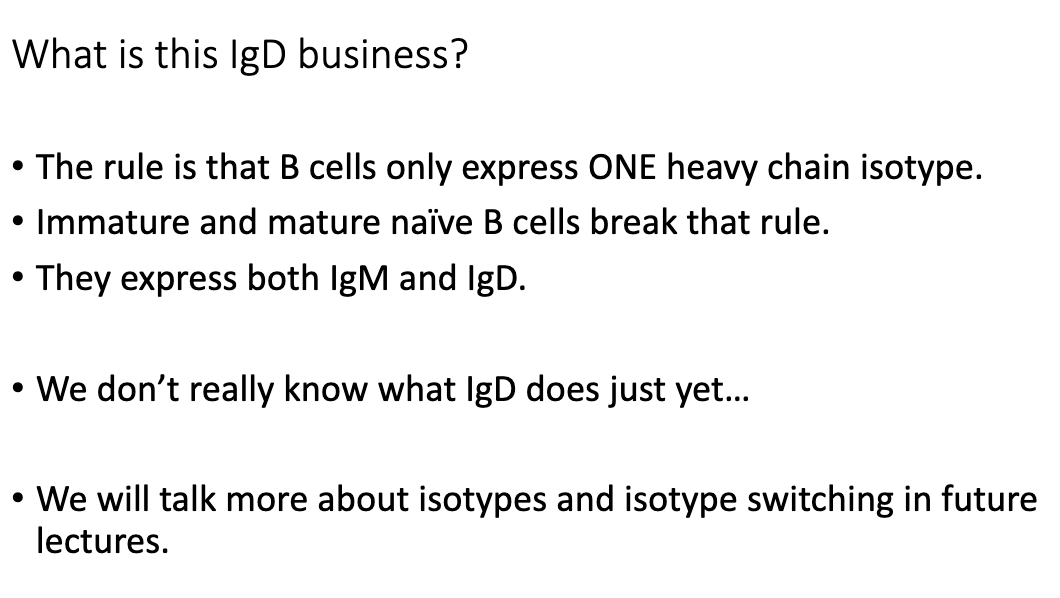 <ul><li><p>B cells normally express <strong>only one heavy-chain isotype</strong>.</p></li><li><p><strong>Exception:</strong> naïve B cells express <strong>both IgM and IgD</strong>.</p></li><li><p>IgD’s function is <strong>unknown</strong>:</p><ul><li><p>Humans secrete it, but its role is unclear.</p></li><li><p>Knockout of IgD → immune response becomes strange, but B cells can still function.</p></li><li><p>Knockout of IgM → IgD cannot compensate.</p></li></ul></li><li><p>Something important about IgD, but <strong>mechanism unknown</strong> → open research question.</p></li></ul><p></p>