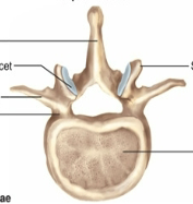 <p>what vertebrae is this</p>
