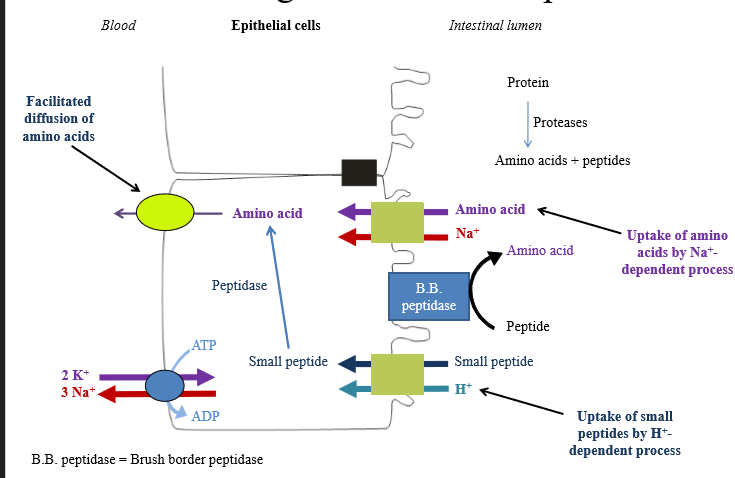 <p>• Pepsin in stomach starts acting on proteins</p><p>○ Pepsinogen released by chief cells, activated by acidic environment</p><p>• Pancreatic proteases continues to break down peptides into amino acids and peptides</p><p>• Brush border peptidases cleave peptides into AA's</p><p>• AA's can be taken up into enterocytes via Secondary active transport coupled to sodium</p><p>• Alternatively - small peptides are taken into cell via secondary active transport coupled to protons</p><p>○ Small peptides are cleaved by intracellular peptidases into amino acids</p><p>• Amino acids leave enterocyte via facilitated diffusion into interstitial space for bloodstream absorption</p><p></p>