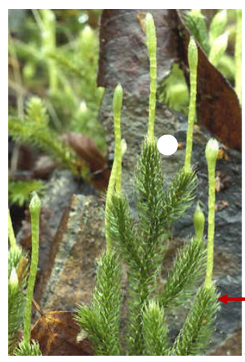 <p>Lycopodium clavatum</p>