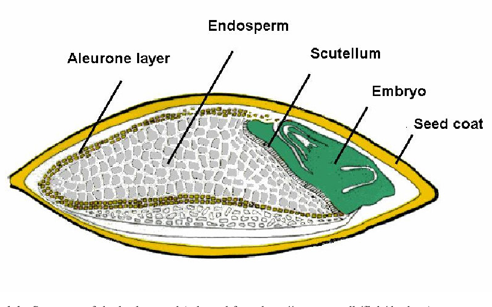 <p>Aleurone — protein-rich layer</p><p>Endosperm — storage of starch</p><p>Scutellum — “seed leaf”</p><p>Embryo — develops into a new plant</p><p>Pericarp and testa — tough, protective layer</p>