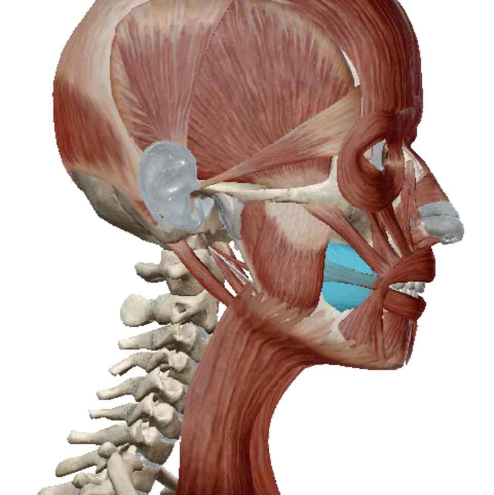 <p>Identify this muscle</p>