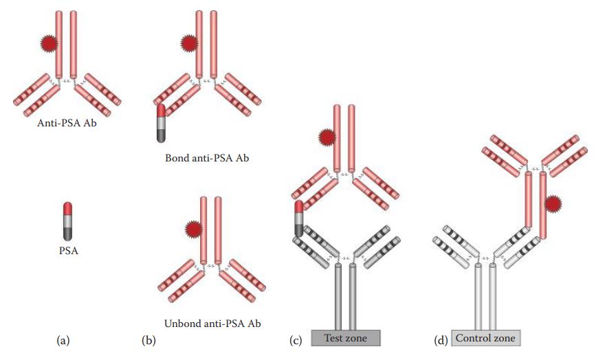 Immunochromatographic assays for identification of PSA in semen.