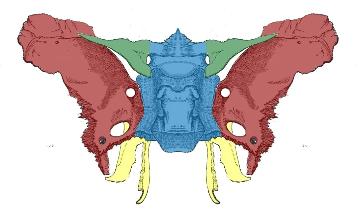 <p>A lateral bony projection seen from the roof of the mouth (yellow area) </p>
