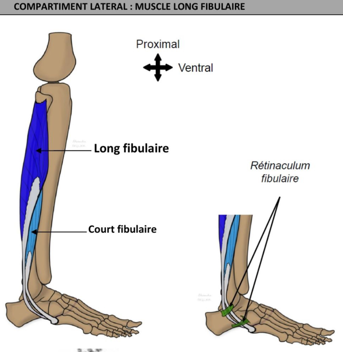 <p>Trajet : </p><p>Vertical, recouvre en partie le court fibulaire → oblique (vers bas &amp; avant &amp; en dedans) → en arrière malléole latérale → croise face plantaire → passage position très latérale à insertion médiale </p><p></p><p>Rétinaculum fibulaire: sup et inf </p><p>→ plaque tendons des fibulaires contre le squelette </p><p></p><p>Fonctions: abducteur cheville, pronateur, fléchisseur plantaire cheville </p><p>Innervation: nerf fibulaire superficiel </p>