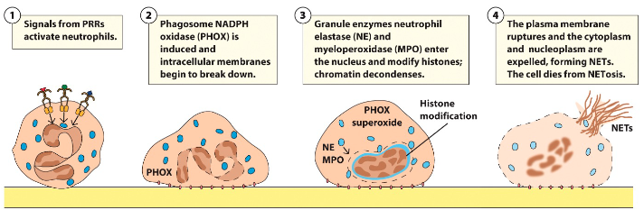 <p>20-60% of neutrophils can produce extracellular matrix called NETs (neutrophil extracellular traps) → Trap microorganisms and prevent spread</p>