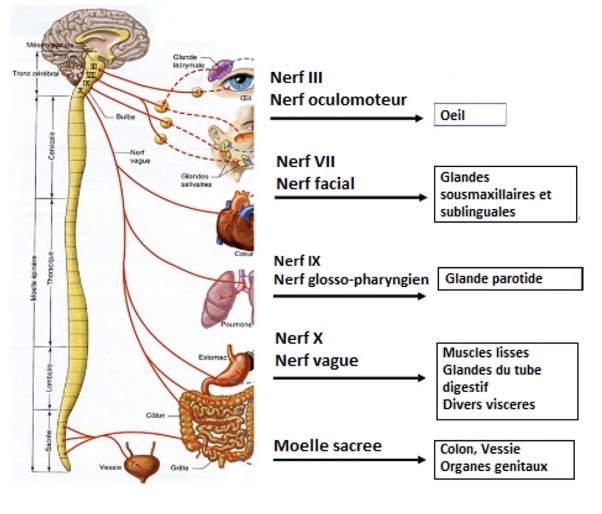 <p>Le cœur, les poumons, l’estomac, le foie, le pancréas, le gros intestin, l’intestin grêle et d’autres organes</p>