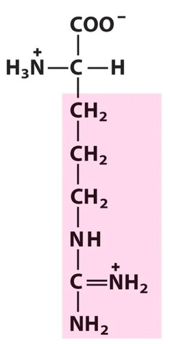 <p>Positively charged R groups</p>