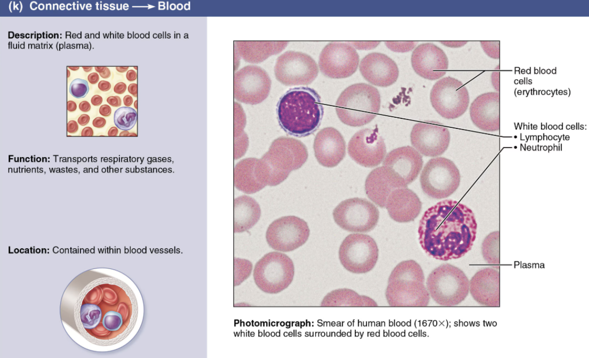 <p><code>Connective Tissue</code></p><ol><li><p><strong>Cells</strong></p><ul><li><p>RBC</p></li><li><p>WBS</p></li><li><p>PLTS</p></li></ul></li><li><p><strong>Matrix</strong></p><ul><li><p>Fluid (plasma)</p></li></ul></li></ol><p></p>