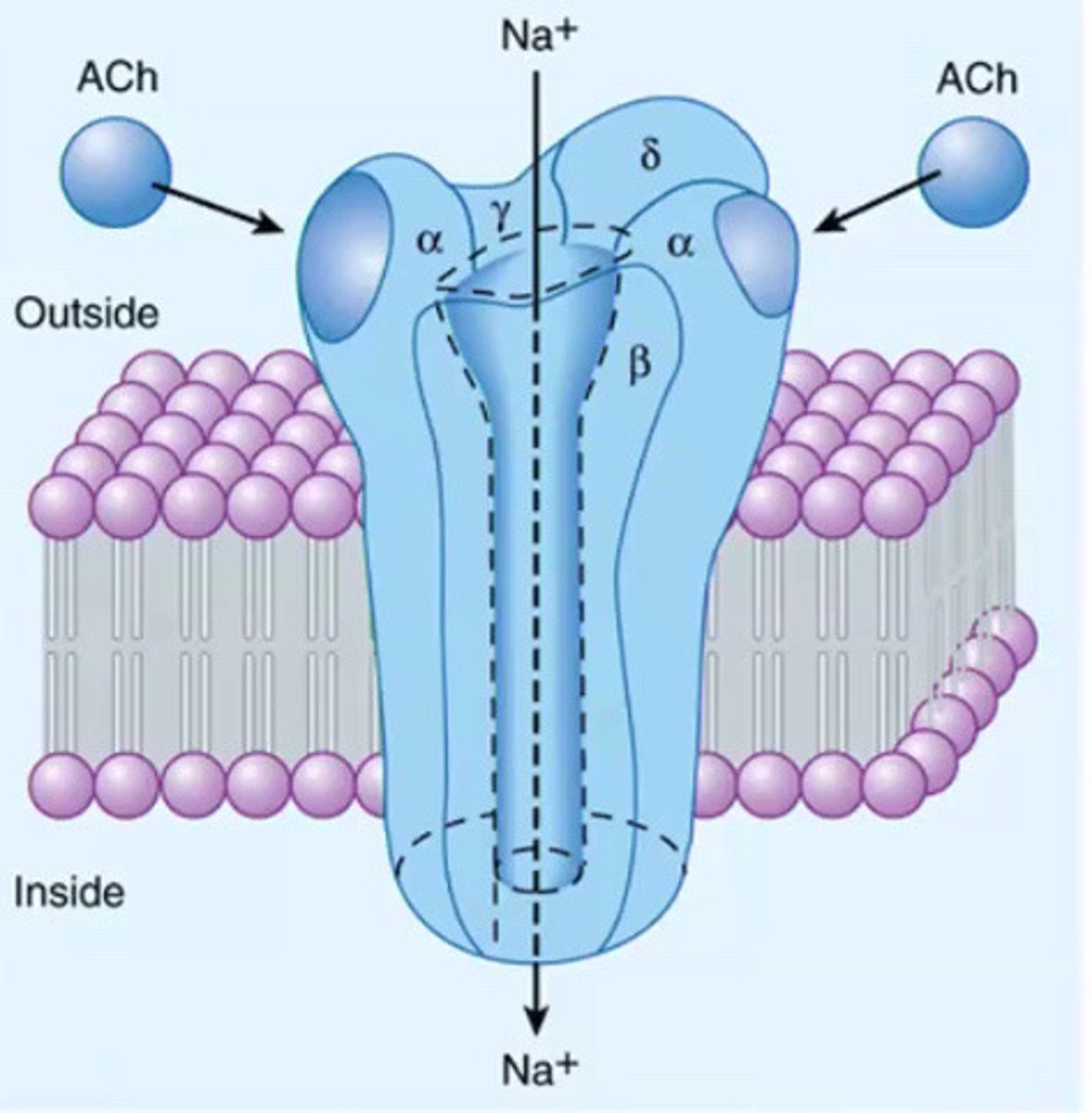 <p>The channel will open and close to allow ions in/out of the cell that is regulated by the binding of the ligand, transmembrane proteins made of multiple subunits, binding of the ligand cause conformational change to receptor to open the gate that allow ions to move based on gradient</p>