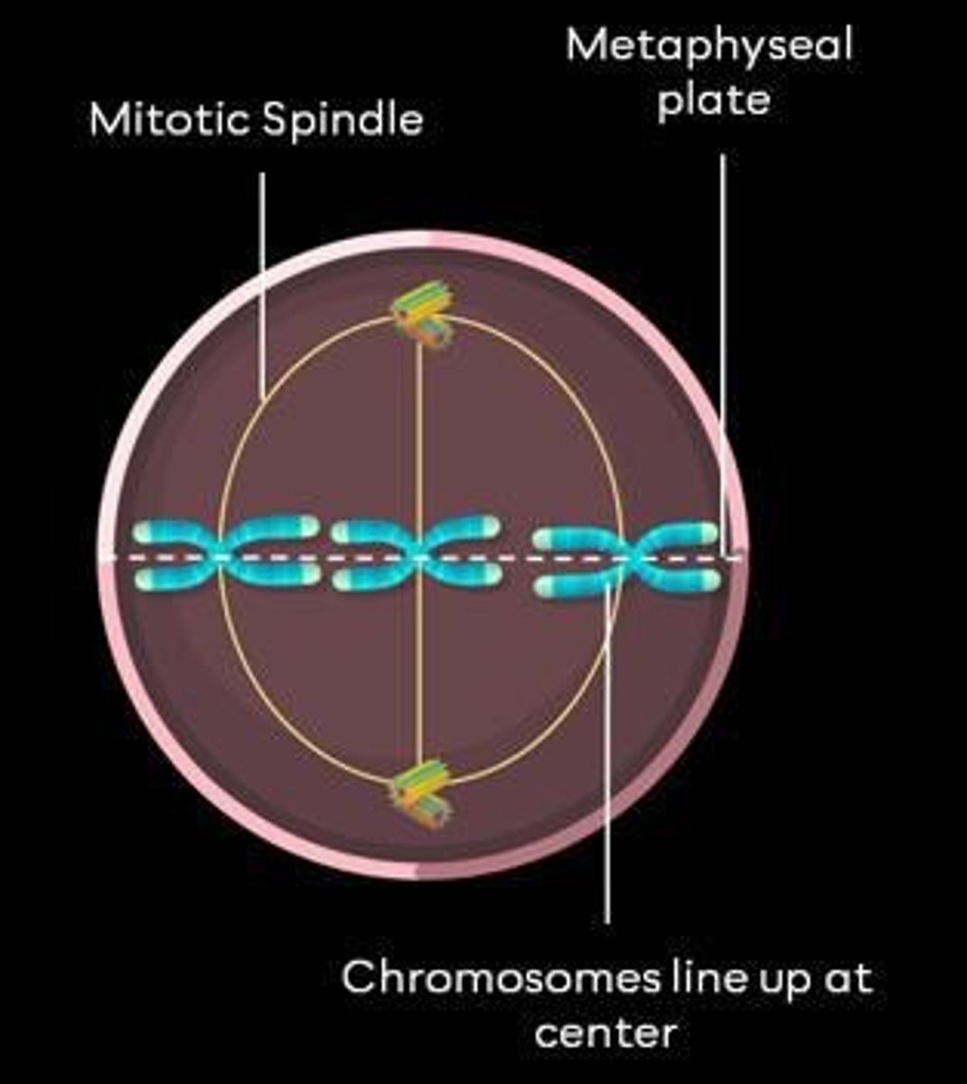 <p>Chromosomes align at the metaphase plate.</p>