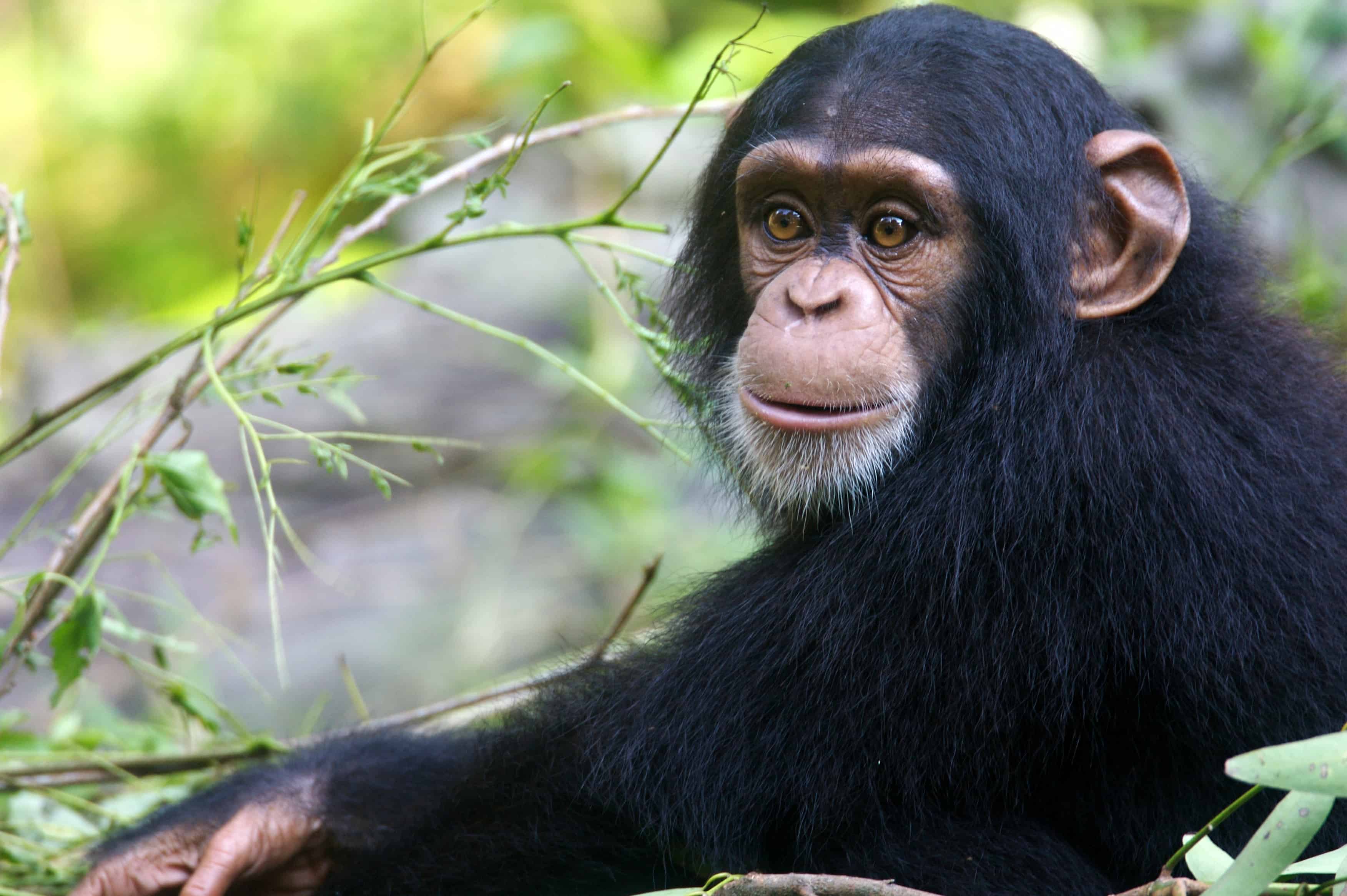 <p>Chimpanzee</p>