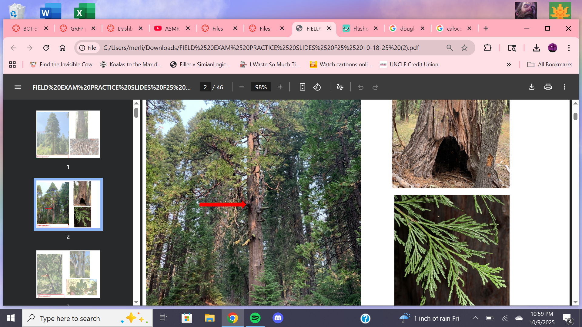 <p>Tree species?</p>
