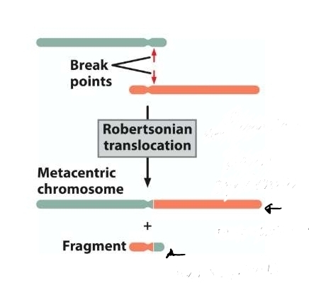 result from fusion of 2 acrocentric chromosomes 
ex. familial Down syndrome 