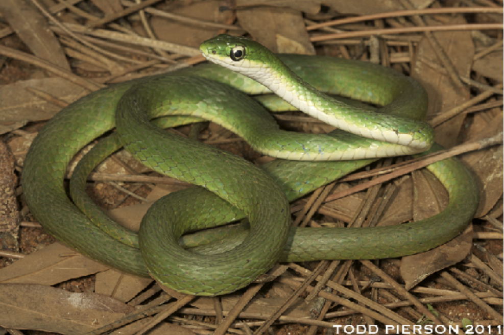 <p>Opheodrys aestivus<br>rough greensnake<br>Colubridae</p>