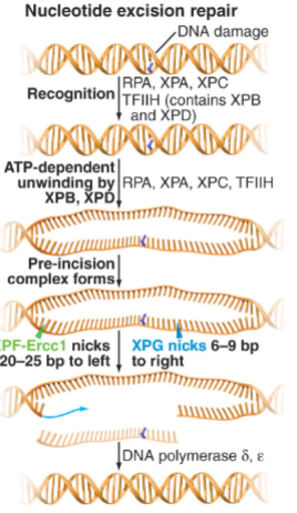 <ol><li><p>XPA/XPC complex recognises DNA distortion from damaged bases</p></li><li><p>XPB/ XPD unwinds the DNA helix</p></li><li><p>XPF/ERCC1 and XPG cut the 5′ &amp; 3′ ends of the lesion.</p></li><li><p>DNA polymerase δ / ε synthesizes the excised sequence (fills in the gap)</p></li><li><p>DNA ligase&nbsp;seals the repaired strand.</p></li></ol><p></p>