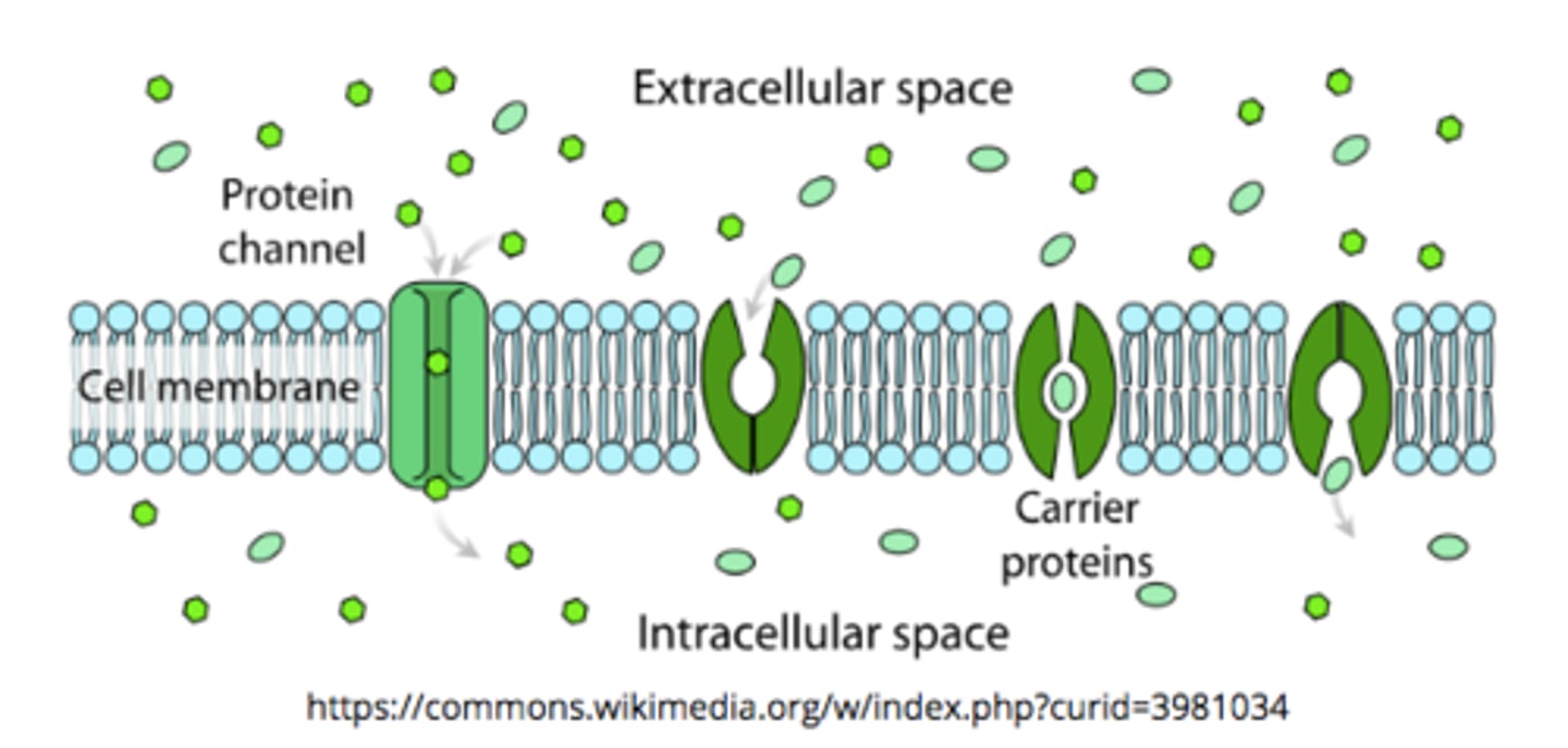 <p>channel; carrier</p>