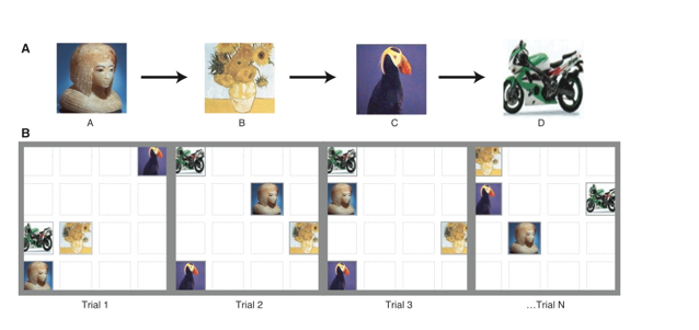 <p>Imitation&nbsp;<span><span>Subiaul et al. (2004) more monkeys&nbsp;</span></span></p>