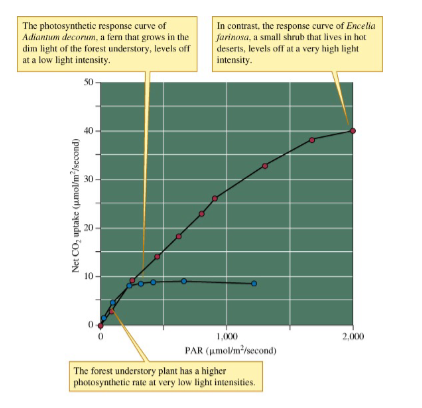 <p>The rate at which photosynthetic organisms can take in energy always levels off with increasing light. What does this mean?</p>