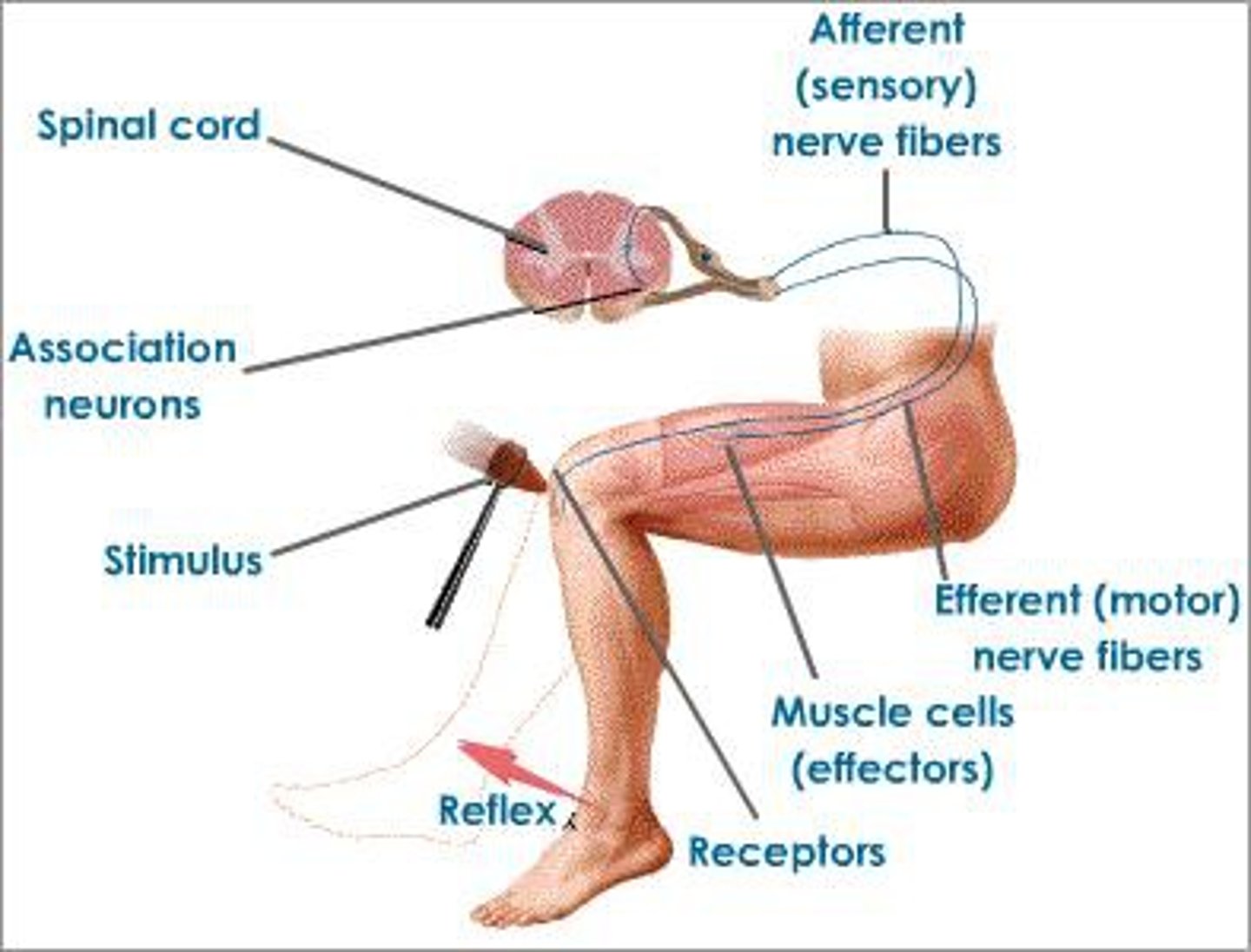 <p>- Muscle contraction or gland secretion</p>