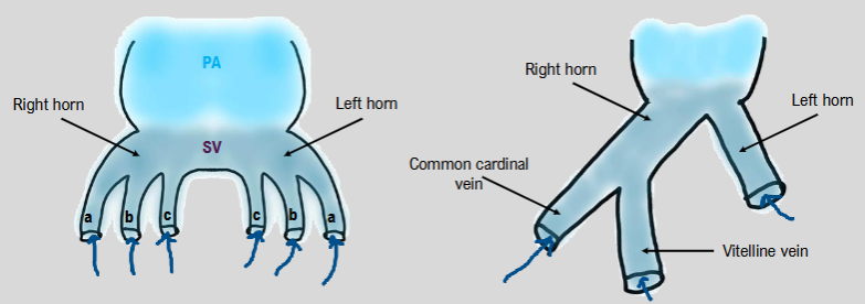 <ul><li><p>sinous venousus divides into left and right horns, each having</p><ol><li><p>a. common cardinal vein</p></li><li><p>b. umbilical vein</p></li><li><p>c. vitelline vein</p></li></ol></li><li><p>all 3 of the veins feeding into the left form break down, leaving just the horn</p></li><li><p>right umbilical vein also breaks down</p></li></ul><p></p>