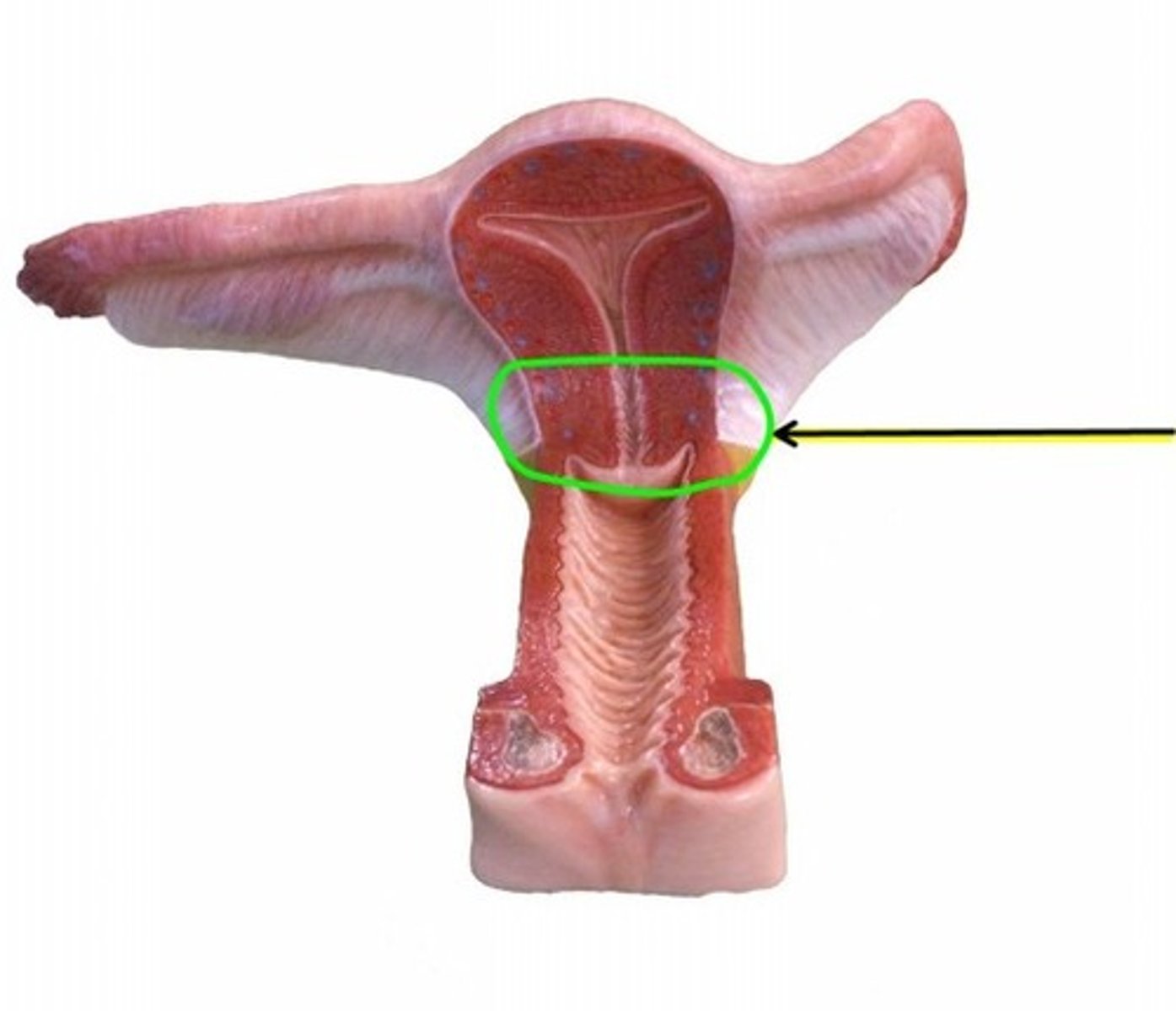 knowt flashcard image