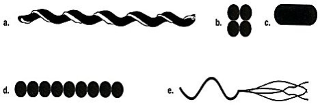 <p>Which drawing in Figure 4.1 is a tetrad?</p>