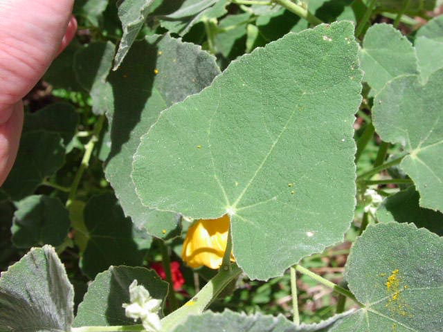 <p>Velvetleaf</p>