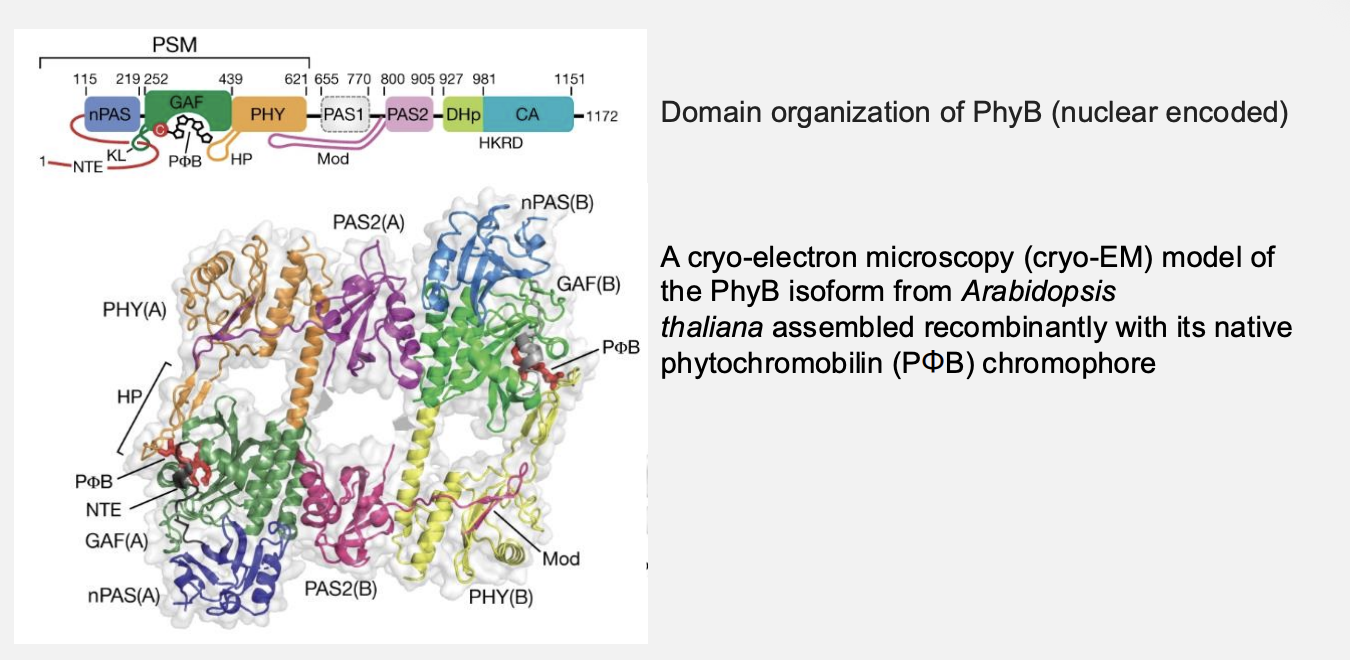 <ul><li><p>phytochrome signalling</p></li></ul><p></p>