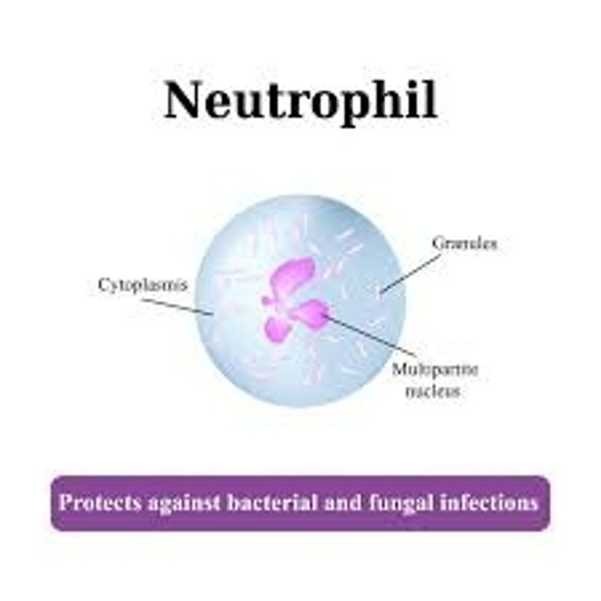 <p>Neutrophils function by phagocytosing invaders and then dying. They are like suicide bombers. After they die they make up what we call "pus".</p>