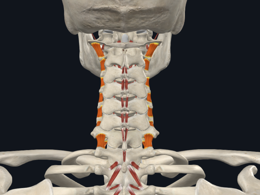 <p><strong>Nombre alterno: </strong><u>Intertransverso</u>, Transverso cervical</p><p><strong><mark data-color="yellow" style="background-color: yellow; color: inherit">Origen: </mark></strong><mark data-color="yellow" style="background-color: yellow; color: inherit">Apófisis transversa infrayacente</mark></p><p><strong><mark data-color="blue" style="background-color: blue; color: inherit">Inserción: </mark></strong><mark data-color="blue" style="background-color: blue; color: inherit">Apófisis transversa suprayacente</mark></p><p><strong><mark data-color="red" style="background-color: red; color: inherit">Acción: </mark></strong><mark data-color="red" style="background-color: red; color: inherit">Posición Erguida</mark></p><p><strong><mark data-color="purple" style="background-color: purple; color: inherit">Inervación: </mark></strong><mark data-color="purple" style="background-color: purple; color: inherit">Plexo cervical</mark><strong><br><mark data-color="green" style="background-color: green; color: inherit">Relaciones: </mark></strong><mark data-color="green" style="background-color: green; color: inherit">X</mark></p><p><strong>Notas:</strong></p><p></p>