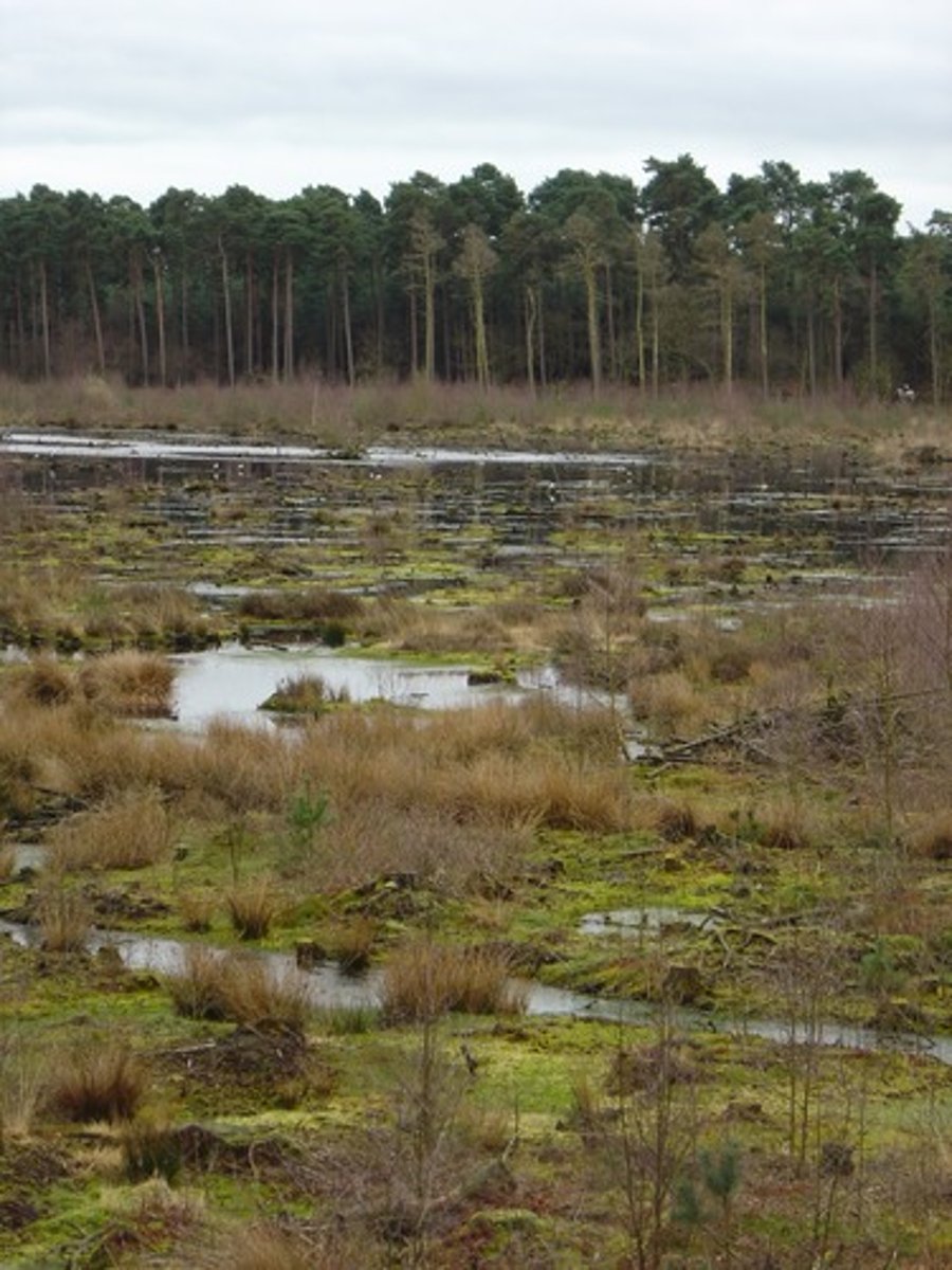 <p>marsh, swamp</p>
