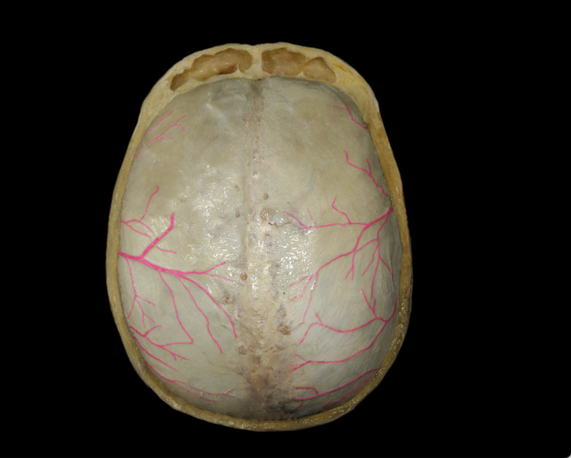 <p>The protective membranes that cover the brain and spinal cord, consisting of three layers: dura mater, arachnoid mater, and pia mater. </p>