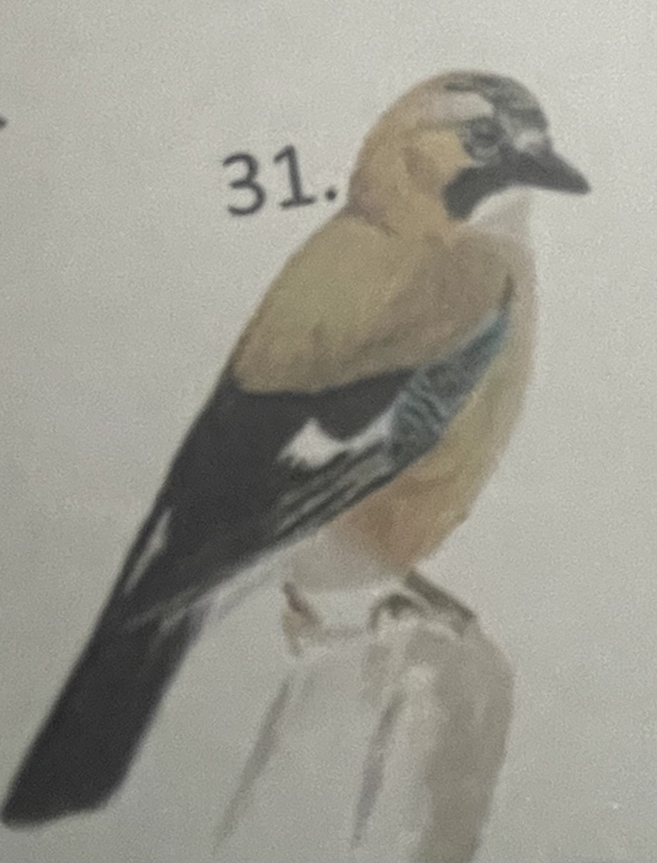 <p>mikä eläin</p>