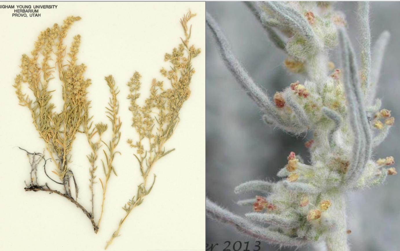 <p>Everything has thick wooly hair. </p><p>Revolute leaf (curves inward)</p>