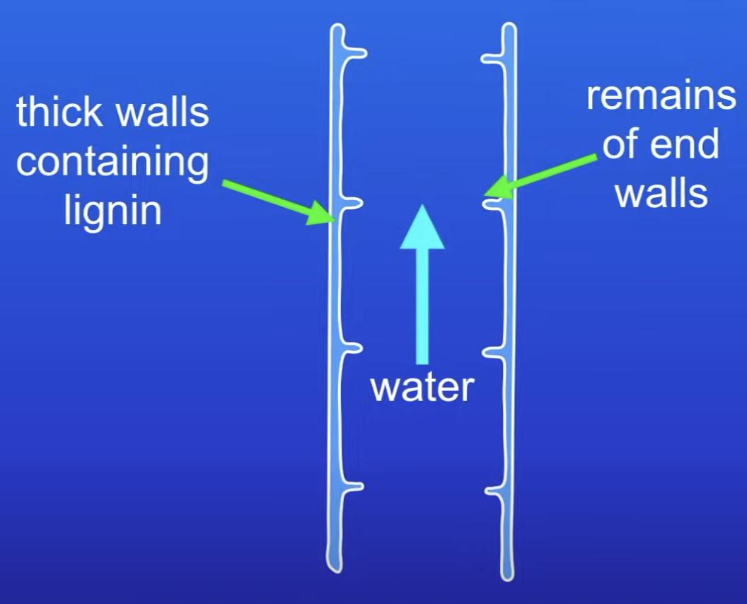 <p>Form tubes that carry water + dissolved MI from roots to leaves</p>