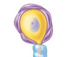 Type of glial cell in PNS that surrounds cell bodies to provide support and nutrients