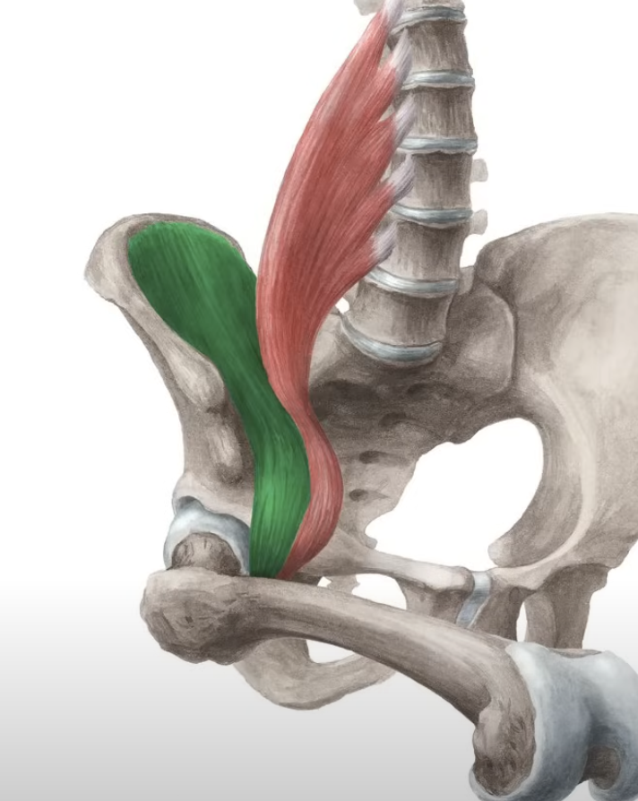 <p>flex the thigh </p>