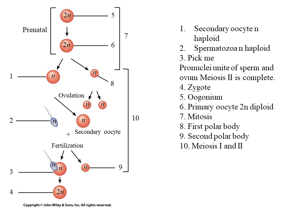 <ol start="3"><li><p>Meiosis II</p></li></ol>