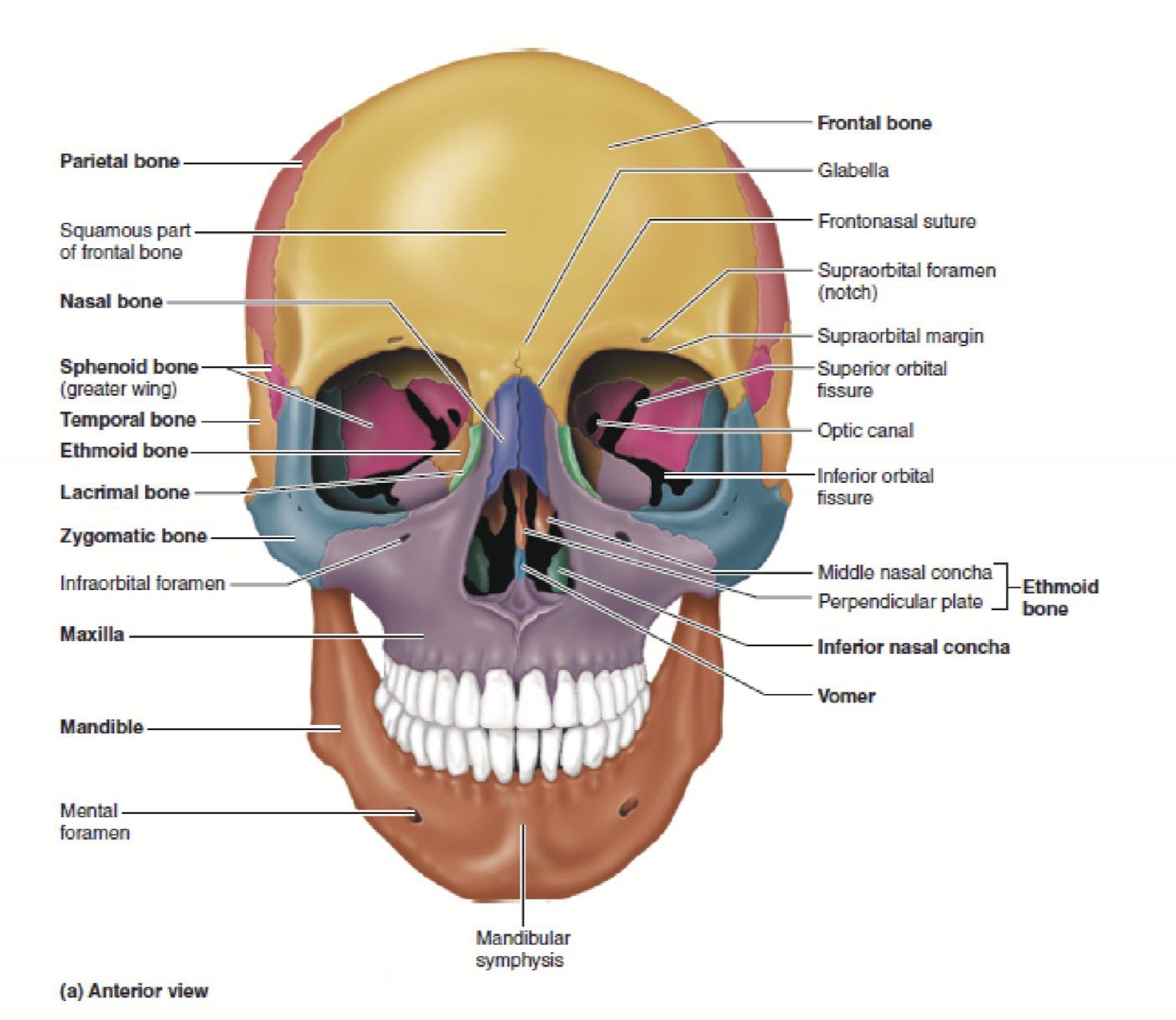 <ul><li><p>frontal bone</p></li><li><p>2 parietal bones</p></li><li><p>2 temporal bones</p></li><li><p>2 zygomatic bones</p></li><li><p>2 maxillary bones</p></li><li><p>mandible</p></li><li><p>2 nasal bones</p></li><li><p>spehnoid</p></li><li><p>ethomoid</p></li><li><p>2 lacrimal bones</p></li><li><p>vomer</p></li><li><p>2 inferior conchae</p></li><li><p>2 palatine bone - in orbit</p></li></ul><p></p>