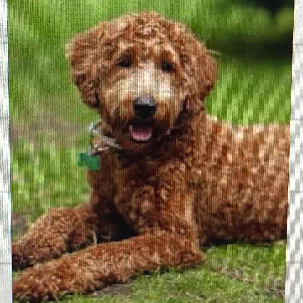 <p>Labradoodle : mix between a Labrador ( friendly ) and a Poodle ( curly hair )</p>