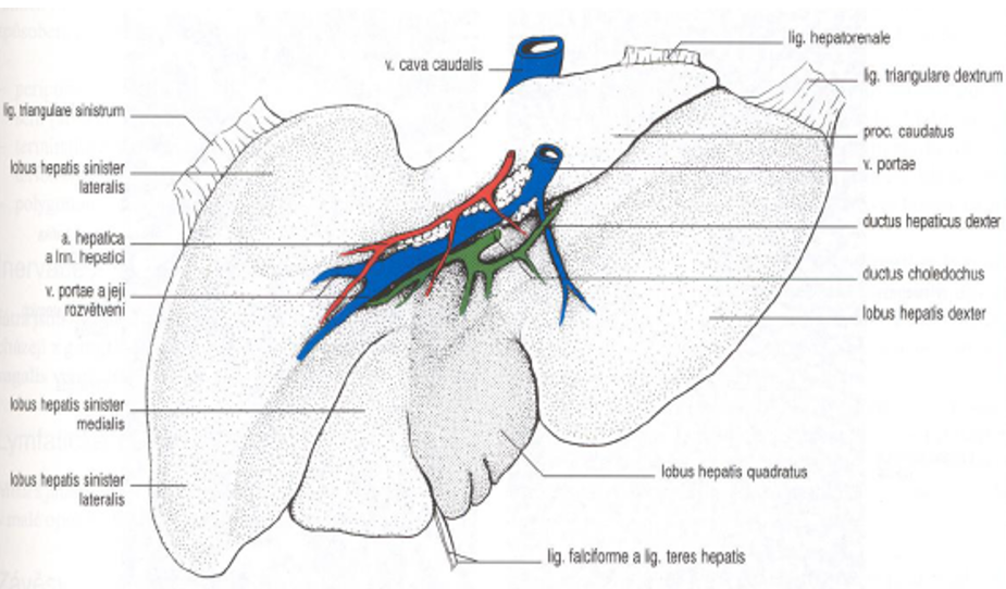 <ol><li><p>lobus hepatis sinister lateralis</p></li><li><p>lobus hepatis sinister medialis</p></li><li><p>lobus hepatis sinister quadratus</p></li><li><p>lobus hepatis dexter → not divided in eq.</p></li><li><p>processus caudatus (of lobus caudatus)</p></li></ol><p>Facies visceralis seen, opposite is facies diaphragmatica. Gall bladder is absent in horse liver. </p>